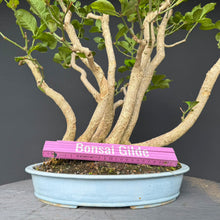 Lade das Bild in den Galerie-Viewer, Europäisches Pfaffenhütchen / Euonymus europaeus
