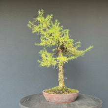 Lade das Bild in den Galerie-Viewer, Bonsai Europäische Lärche / Larix Decidua
