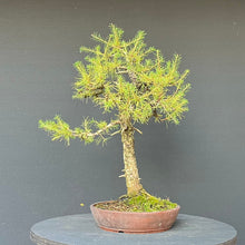 Lade das Bild in den Galerie-Viewer, Bonsai Europäische Lärche / Larix Decidua
