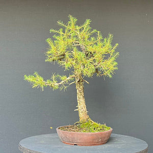 Bonsai Europäische Lärche / Larix Decidua