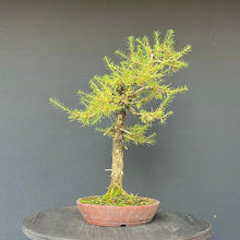 Lade das Bild in den Galerie-Viewer, Bonsai Europäische Lärche / Larix Decidua
