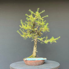 Lade das Bild in den Galerie-Viewer, Bonsai Europäische Lärche / Larix Decidua
