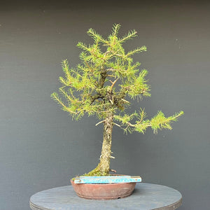 Bonsai Europäische Lärche / Larix Decidua