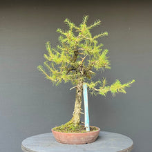 Lade das Bild in den Galerie-Viewer, Bonsai Europäische Lärche / Larix Decidua
