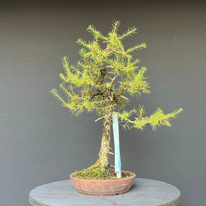 Bonsai Europäische Lärche / Larix Decidua