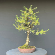 Lade das Bild in den Galerie-Viewer, Bonsai Europäische Lärche / Larix Decidua
