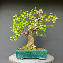 Lade das Bild in den Galerie-Viewer, Felsenkirsche / Prunus Mahaleb
