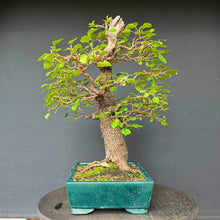 Lade das Bild in den Galerie-Viewer, Felsenkirsche / Prunus Mahaleb
