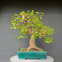 Lade das Bild in den Galerie-Viewer, Felsenkirsche / Prunus Mahaleb
