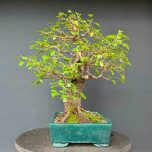 Lade das Bild in den Galerie-Viewer, Felsenkirsche / Prunus Mahaleb
