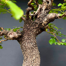 Lade das Bild in den Galerie-Viewer, Felsenkirsche / Prunus Mahaleb
