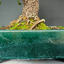 Lade das Bild in den Galerie-Viewer, Felsenkirsche / Prunus Mahaleb
