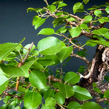 Lade das Bild in den Galerie-Viewer, Felsenkirsche / Prunus Mahaleb
