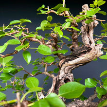 Lade das Bild in den Galerie-Viewer, Felsenkirsche / Prunus Mahaleb
