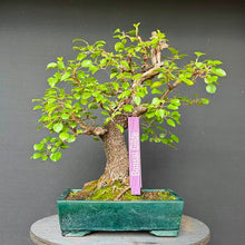 Lade das Bild in den Galerie-Viewer, Felsenkirsche / Prunus Mahaleb
