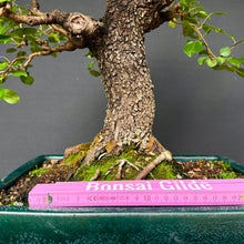 Lade das Bild in den Galerie-Viewer, Felsenkirsche / Prunus Mahaleb
