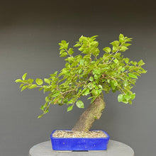 Lade das Bild in den Galerie-Viewer, Bonsai Felsenkirsche / Steinweichsel / Prunus Mahaleb
