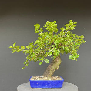 Bonsai Felsenkirsche / Steinweichsel / Prunus Mahaleb