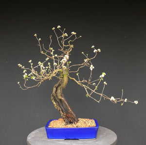 Bonsai Felsenkirsche / Steinweichsel / Prunus Mahaleb