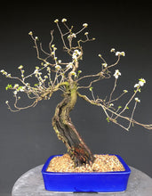 Lade das Bild in den Galerie-Viewer, Bonsai Felsenkirsche / Steinweichsel / Prunus Mahaleb
