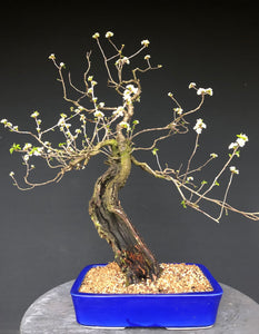 Bonsai Felsenkirsche / Steinweichsel / Prunus Mahaleb