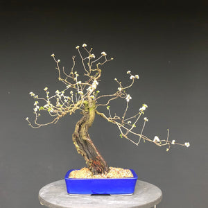 Bonsai Felsenkirsche / Steinweichsel / Prunus Mahaleb