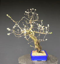 Lade das Bild in den Galerie-Viewer, Bonsai Felsenkirsche / Steinweichsel / Prunus Mahaleb
