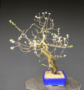 Bonsai Felsenkirsche / Steinweichsel / Prunus Mahaleb