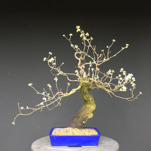 Bonsai Felsenkirsche / Steinweichsel / Prunus Mahaleb