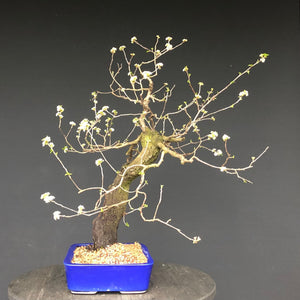 Bonsai Felsenkirsche / Steinweichsel / Prunus Mahaleb