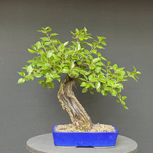 Lade das Bild in den Galerie-Viewer, Bonsai Felsenkirsche / Steinweichsel / Prunus Mahaleb
