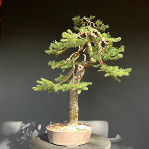 Bonsai Fichte / Picea abies