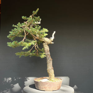 Bonsai Fichte / Picea abies