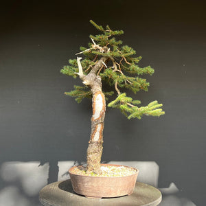 Bonsai Fichte / Picea abies