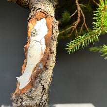 Lade das Bild in den Galerie-Viewer, Bonsai Fichte / Picea abies
