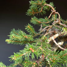 Lade das Bild in den Galerie-Viewer, Bonsai Fichte / Picea abies
