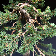 Lade das Bild in den Galerie-Viewer, Bonsai Fichte / Picea abies
