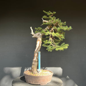 Bonsai Fichte / Picea abies