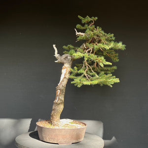 Bonsai Fichte / Picea abies