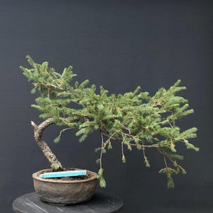 Bonsai Fichte / Picea abies-Rohmaterial-Yamadori-Bonsai Gilde