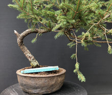 Lade das Bild in den Galerie-Viewer, Bonsai Fichte / Picea abies-Rohmaterial-Yamadori-Bonsai Gilde
