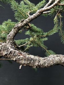 Bonsai Fichte / Picea abies-Rohmaterial-Yamadori-Bonsai Gilde