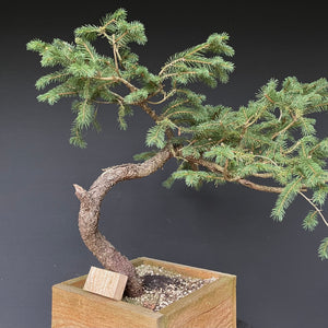 Bonsai Fichte / Picea abies-Rohmaterial-Yamadori-Bonsai Gilde