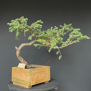 Bonsai Fichte / Picea abies-Rohmaterial-Yamadori-Bonsai Gilde