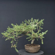 Lade das Bild in den Galerie-Viewer, Bonsai Fichte / Picea abies-Rohmaterial-Yamadori-Bonsai Gilde
