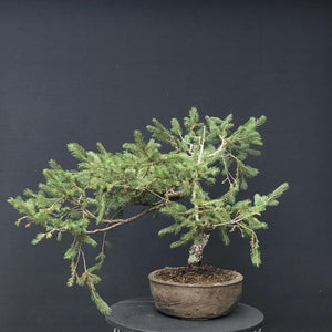 Bonsai Fichte / Picea abies-Rohmaterial-Yamadori-Bonsai Gilde