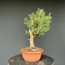 Lade das Bild in den Galerie-Viewer, Fichte / Picea abies
