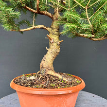 Lade das Bild in den Galerie-Viewer, Fichte / Picea abies
