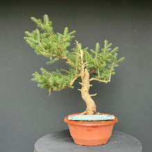 Lade das Bild in den Galerie-Viewer, Fichte / Picea abies
