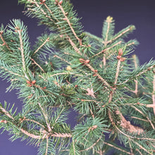 Lade das Bild in den Galerie-Viewer, Fichte / Picea abies
